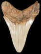 Serrated Fossil Megalodon Tooth #45822-2